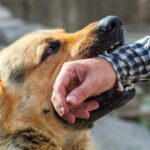 Dog Bite Lawyer in Pembroke Pines