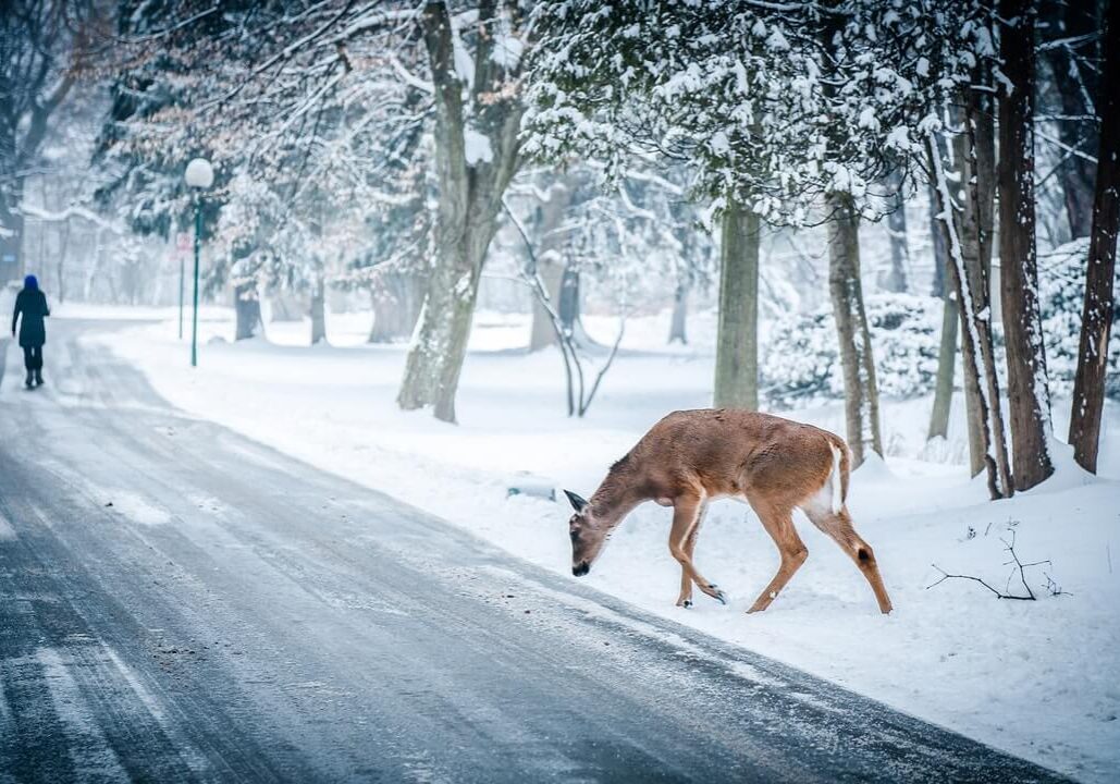 winter-driving